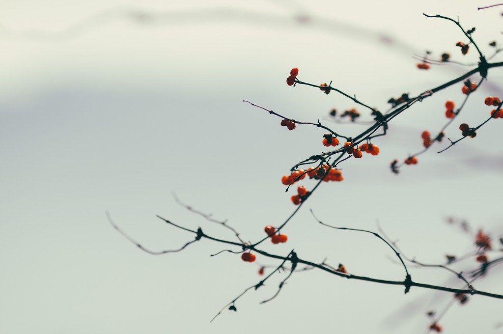 Kitajski horoskop od 1. do 7. 4. 2019 (foto: Unsplash.com)
