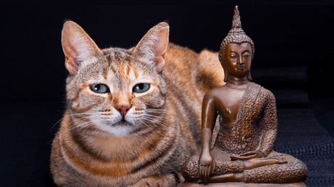 Mačke obvladajo budistične prakse