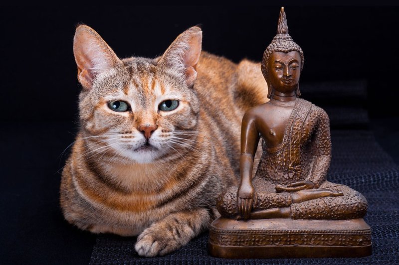 Mačke obvladajo budistične prakse (foto: profimedia)