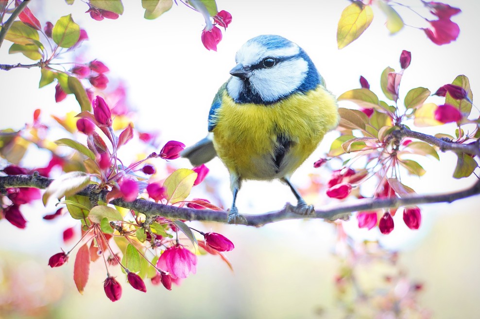 Tedenski horoskop od 22. do 28. 4. 2019 (foto: pixabay)