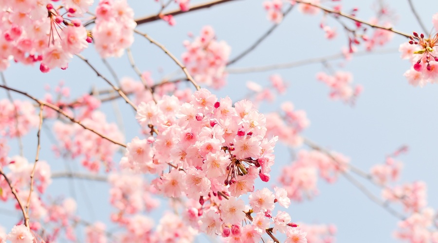Kitajski horoskop od 23. do 28. 4. 2019 (foto: pixabay)