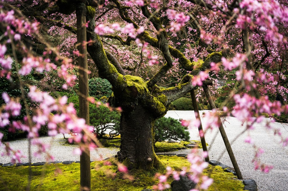 Kitajski horoskop od 28. 4. do 5. 5. 2019 (foto: Unsplash.com)