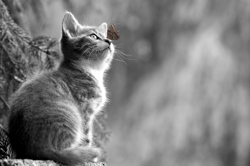 Mačja lekcija: Ali znamo enostavno biti in čutiti svet okoli sebe? (foto: pixabay)