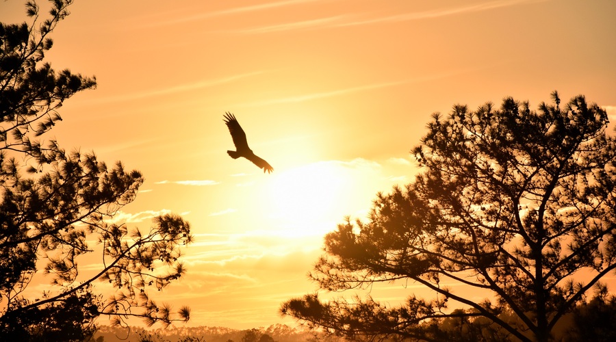Kitajski horoskop od 18. do 23. 6. 2019 (foto: Unsplash.com)