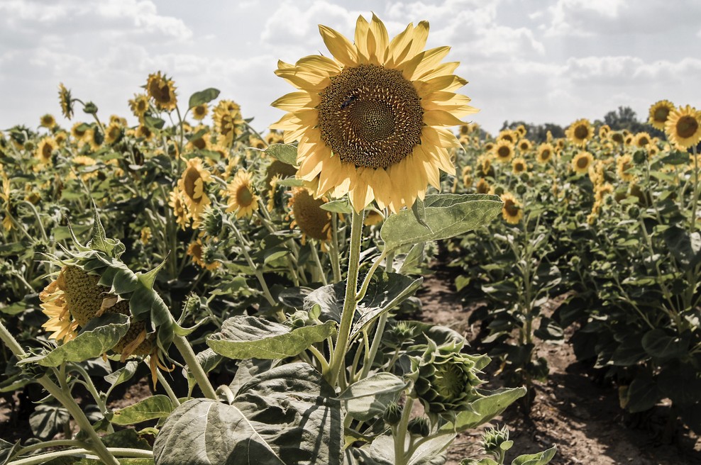 Tedenski horoskop od 1. do 7. 7. 2019 (foto: Unsplash.com)