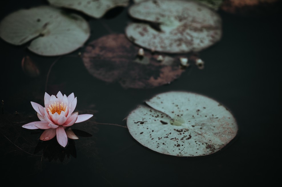Sporočilo za današnji dan: Lotos raste iz blata (foto: Unsplash.com)