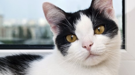 Maček Kompa - živ dokaz, da kvantne tehnologije delujejo tudi v veterini