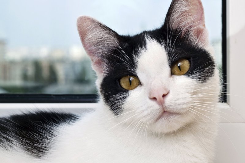Maček Kompa - živ dokaz, da kvantne tehnologije delujejo tudi v veterini (foto: Profimedia)