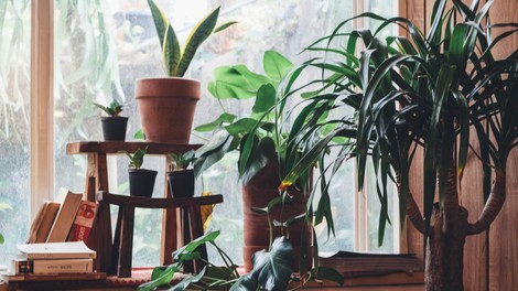 5 rastlin, ki odlično prečistijo zrak v stanovanju