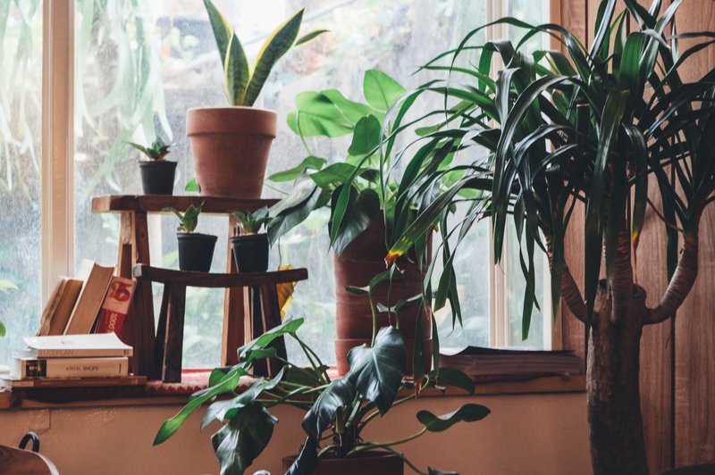 5 rastlin, ki odlično prečistijo zrak v stanovanju (foto: Unsplash.com)