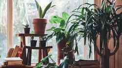 5 rastlin, ki odlično prečistijo zrak v stanovanju