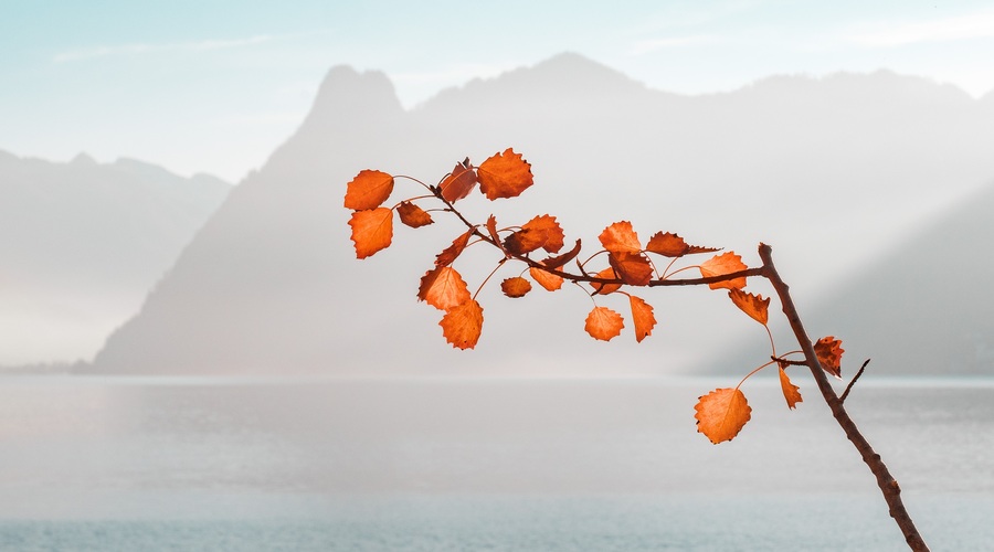 Kitajski horoskop od 7. do 13. 10. 2019 (foto: Unsplash.com)