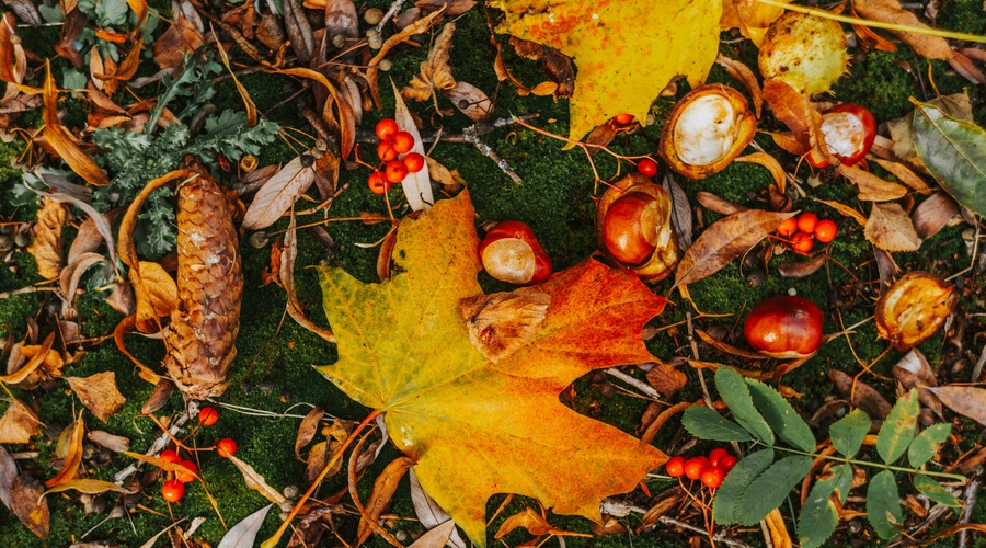 Kitajski horoskop od 15. do 20. 10. 2019 (foto: Unsplash.com)