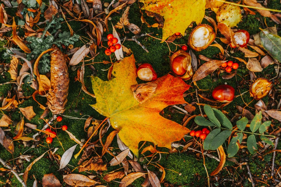 Tedenski horoskop od 21. do 27. 10. 2019 (foto: Unsplash.com)