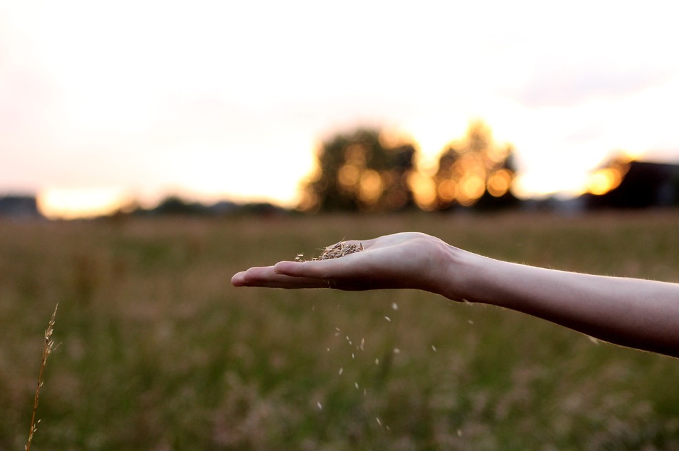 Vrtnar ljubezni si! (foto: Unsplash.com)