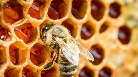 Ob dnevu prihodnosti bodo postavili 4 učne čebelnjake (poznate pomen čebel za našo prihodnost?)