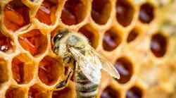 Ob dnevu prihodnosti bodo postavili 4 učne čebelnjake (poznate pomen čebel za našo prihodnost?)