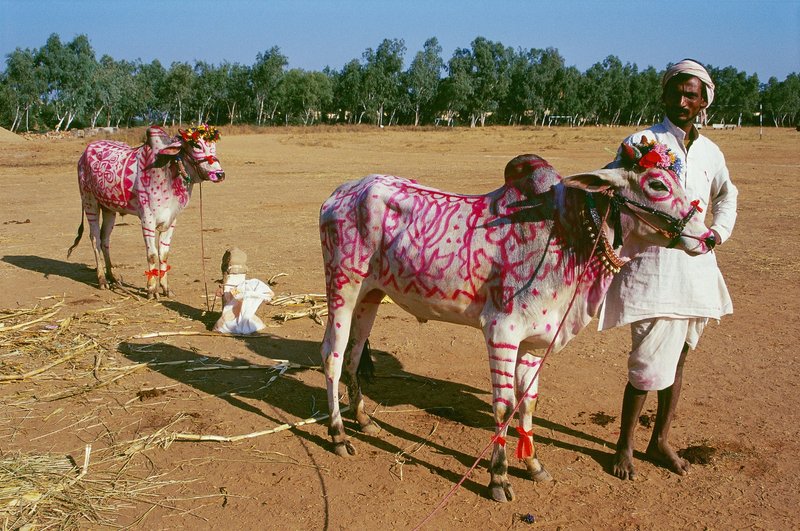 Tako v Nepalu častijo pse!