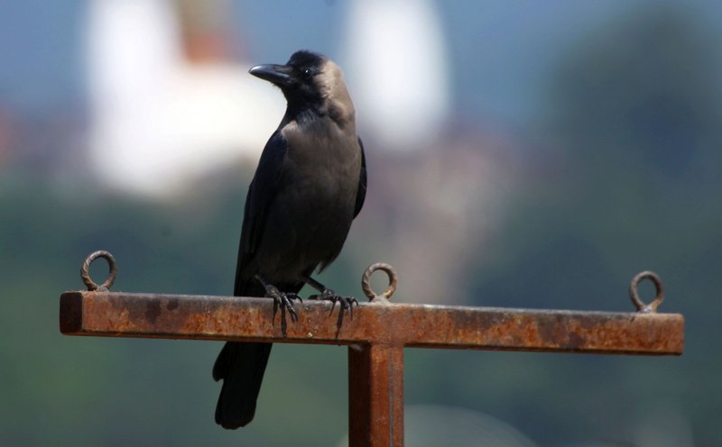 Tako v Nepalu častijo pse!