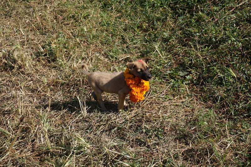 Tako v Nepalu častijo pse!