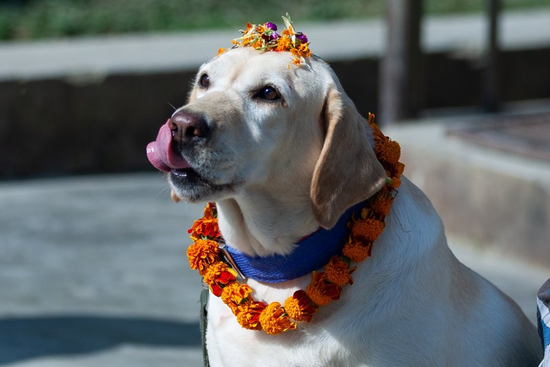 Tako v Nepalu častijo pse!