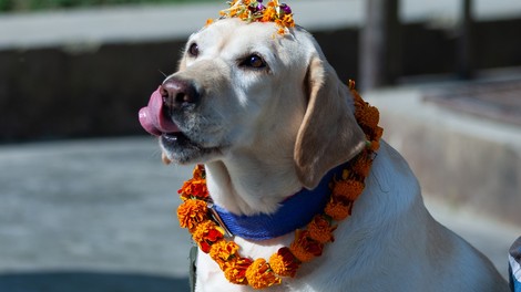 Tako v Nepalu častijo pse!