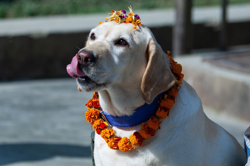 Tako v Nepalu častijo pse! (foto: Profimedia)