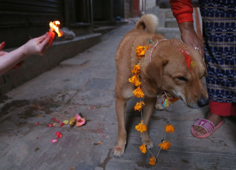 Tako v Nepalu častijo pse!