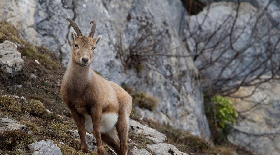 Obdobje stabilnega kozoroga (foto: profimedia)