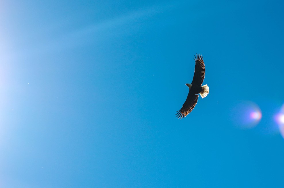 Sporočilo za današnji dan: Bodi orel (foto: Unsplash.com)