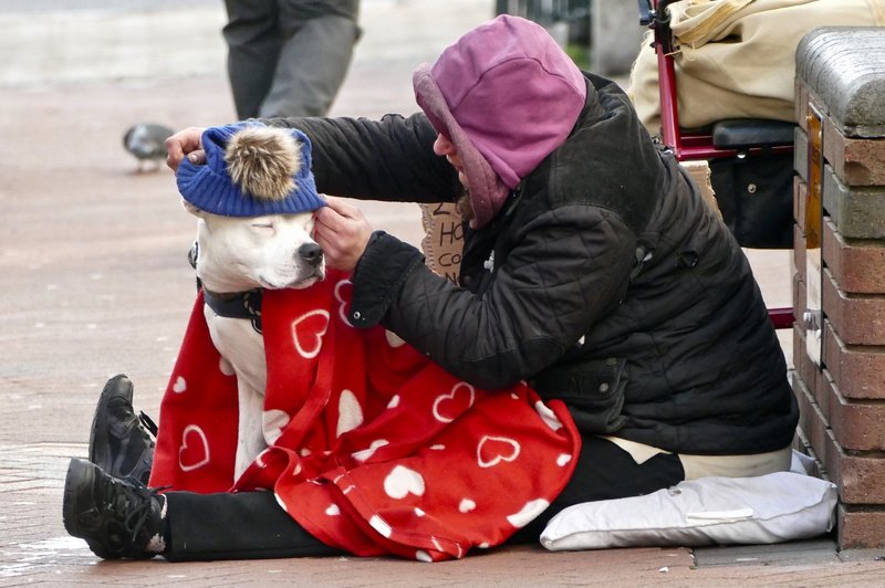5 načinov, kako pozimi pomagati brezdomcem in živalim (foto: profimedia)