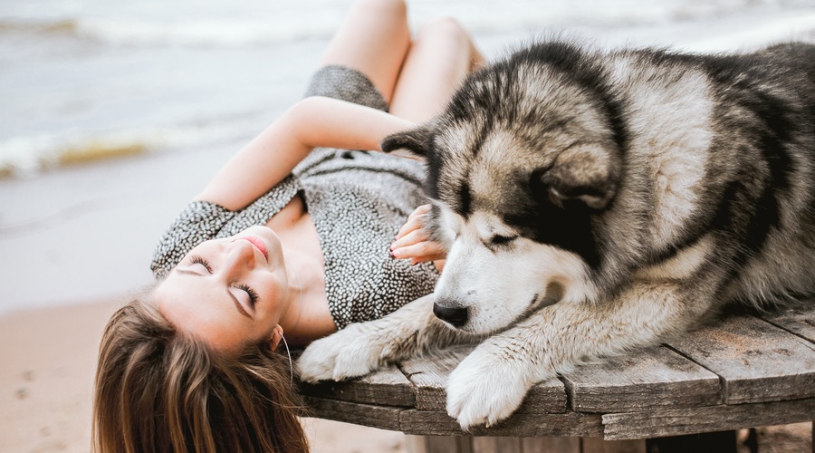 5 stvari, ki vam jih želi povedati vaš pokojni štirinožni prijatelj (foto: Pexels)