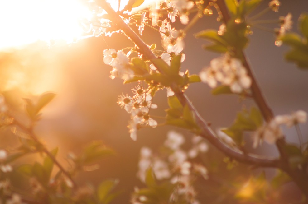 Tedenski horoskop od 23. do 29. 3. 2020 (foto: Pexels)