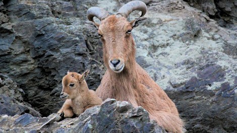 FOTO: Čudovite živalske mame