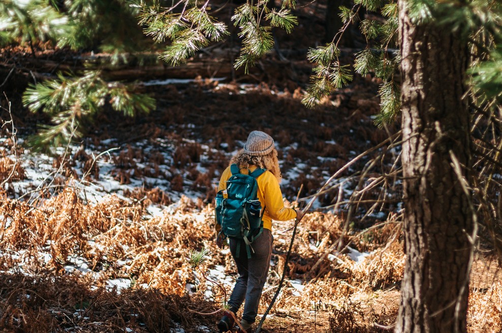 Da bi lažje prebrodila te čase, sem se zatekla k DREVESOM (foto: Unsplash.com)