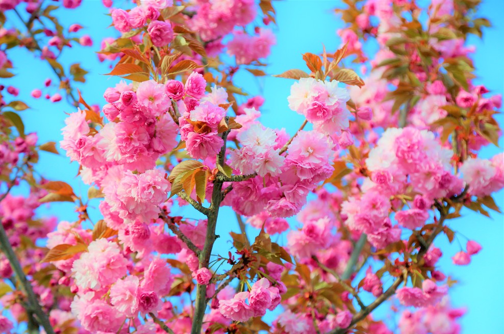 Tedenski horoskop od 6. do 12. 4. 2020 (foto: Unsplash.com)