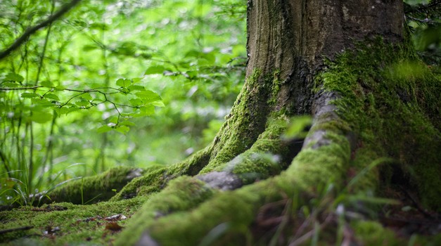 Pavel Medvešček: Drevesa v staroverskih čaščenjih (foto: Pexels)