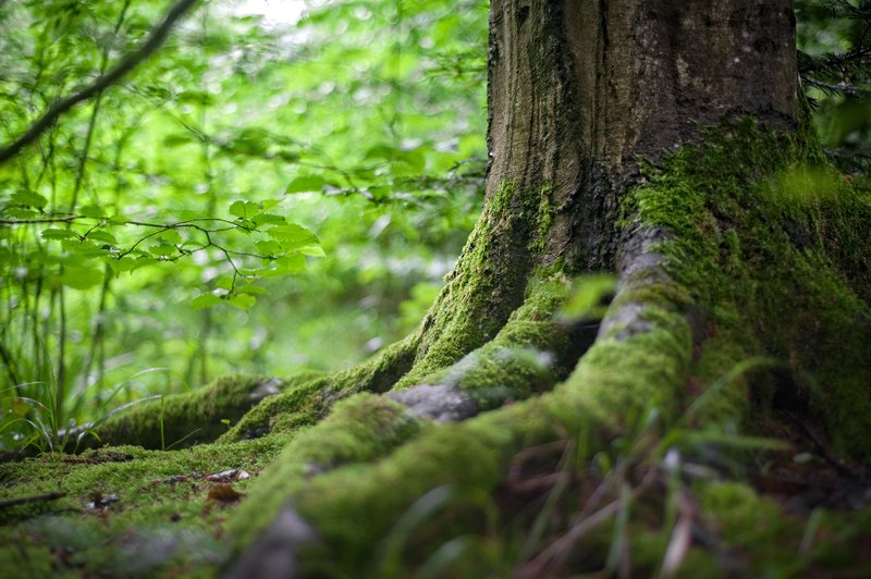 Pavel Medvešček: Drevesa v staroverskih čaščenjih (foto: Pexels)