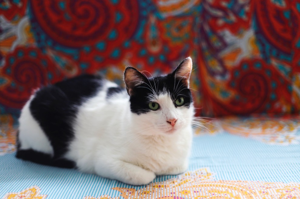 Kitajski horoskop od 20. do 26. 4. 2020 (foto: Unsplash.com)