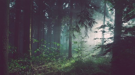 Moč gozda vam lahko spremeni življenje na bolje