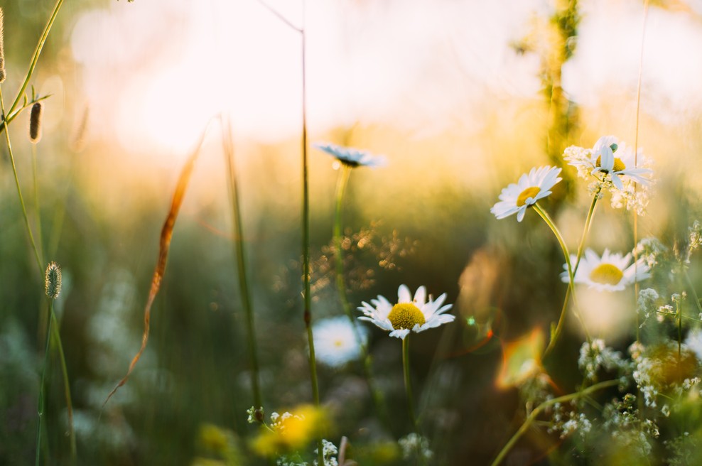 Tedenski horoskop od 8. do 14. 6. 2020 (foto: Unsplash.com)