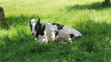 Tako so gorski reševalci iz Bohinja rešili mlado kravico