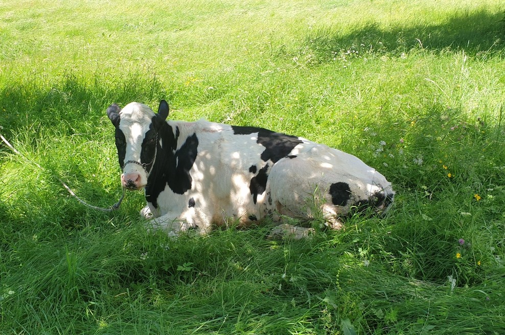 Tako so gorski reševalci iz Bohinja rešili mlado kravico (foto: GRS)
