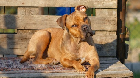 Psi prek svoje mimike zares komunicirajo s skrbniki, kažejo študije!