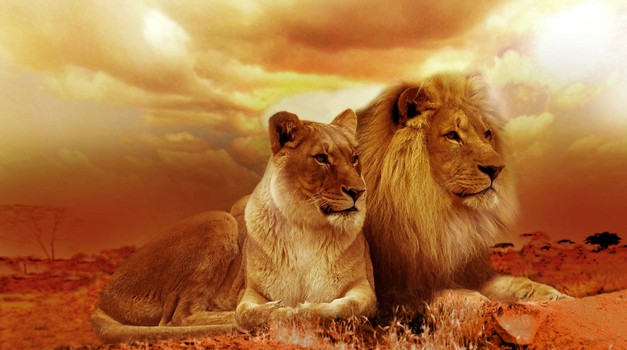 DUŠI DVOJČICI sta kot lev in levinja (foto: pixabay)