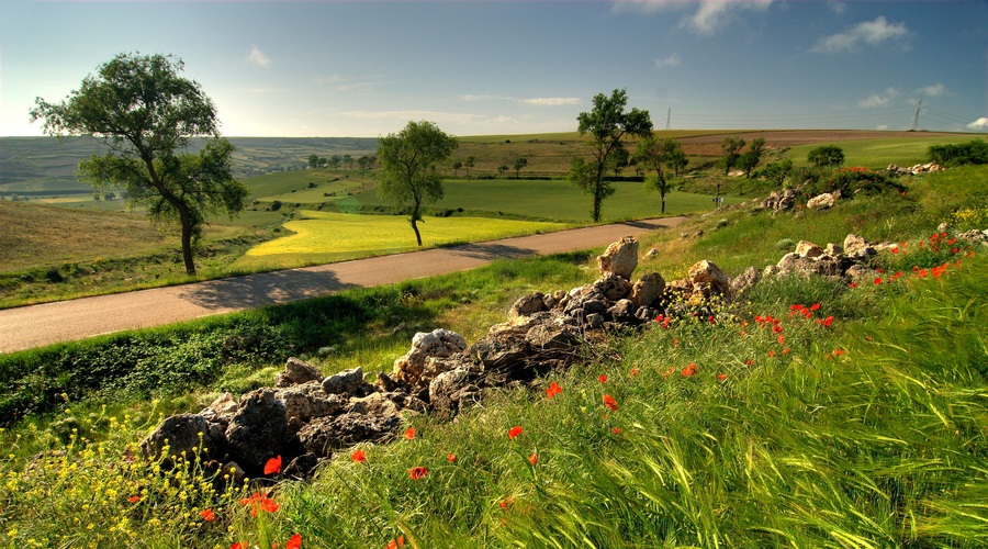 Ima CAMINO res čudežno moč? (foto: profimedia)