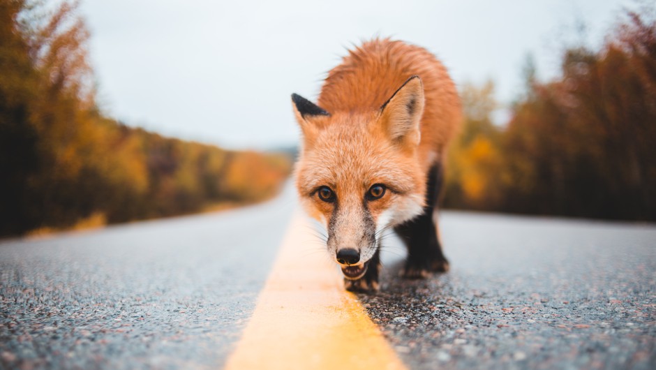 Če na poti srečujete te živali, prejemate pomembna sporočila (foto: Pexels)