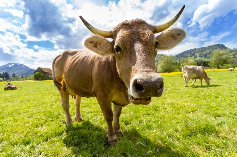 Krave so zelo inteligente in komunicirajo, kako se počutijo (foto: pexels)
