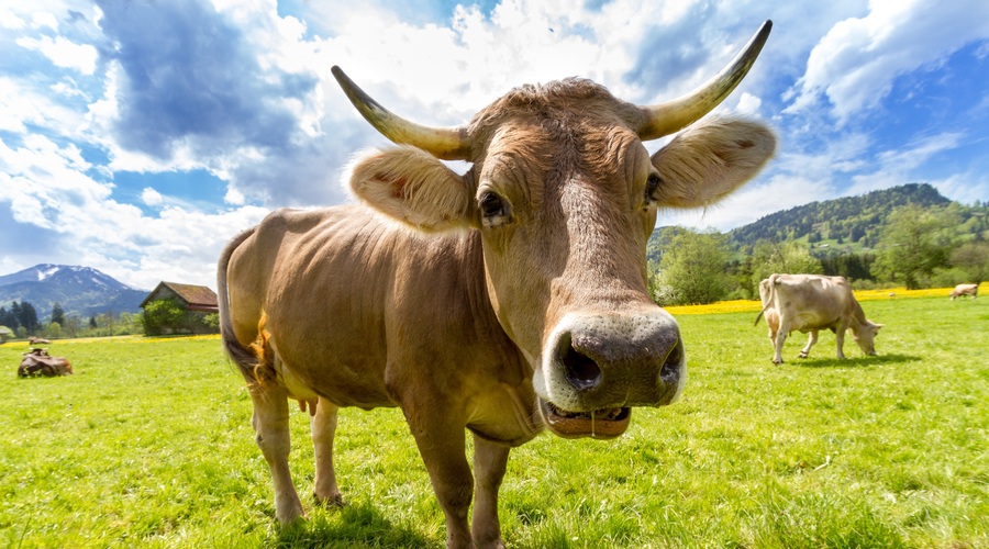 Krave so zelo inteligente in komunicirajo, kako se počutijo (foto: pexels)