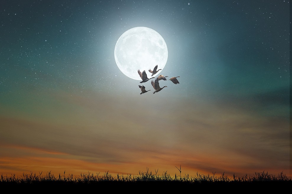 Današnja polna luna je zelo MOČNA (in nosi s seboj tudi zdravilno moč) (foto: pixabay)
